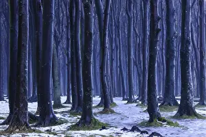 Ghost Forest, NienhagenMecklenburg-Vorpommern