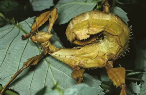 Ghost locust (Extatosoma tiaratum)