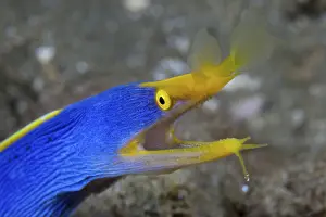 Ghost moray eel, Rhinomuraena quaesita