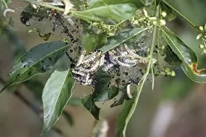 Ghost moth caterpillars