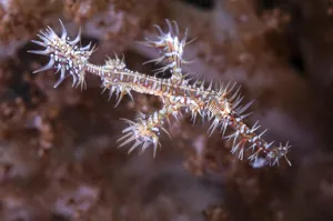 Ghost pipefish (Solenostomidae)