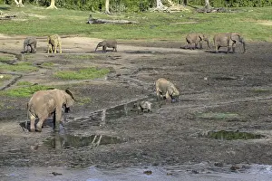Giant african forest elephants (Loxodonta cyclotis) in the Dzanga Bai forest clearing