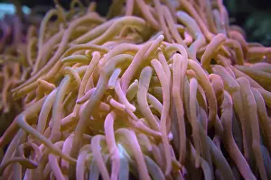 Giant anemone underwater close-up in pink tones