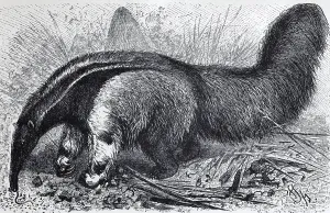 Giant anteater (Myrmecophaga jubata)