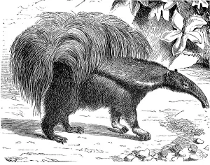 Giant anteater, Myrmecophaga tridactyla