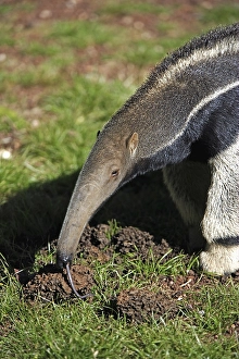 Giant Anteater (Myrmecophaga tridactyla)