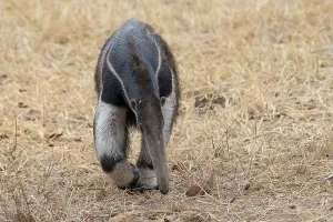 Giant anteater (Myrmecophaga tridactyla)