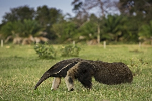 Giant anteater (Myrmecophaga tridactyla) in its habitat