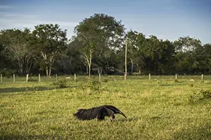 Giant anteater (Myrmecophaga tridactyla) in its habitat