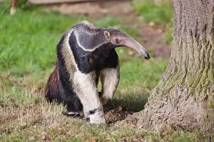 A giant anteater (Myrmecophaga tridactyla) runs over green meadow
