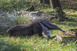 One giant anteater (Myrmecophaga tridactyla) walking along a fence covered with autumnal leaves