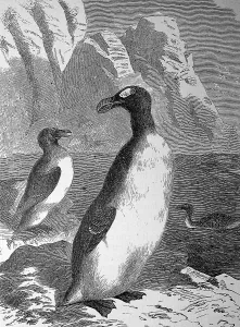 Giant Auk, Pinguinus impennis, Syn