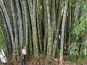 Giant bamboo (Dendrocalamus giganteus)
