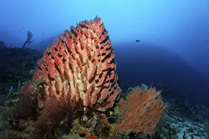 Giant Barrel Sponge (Xestospongia testudinaria) on coral reef