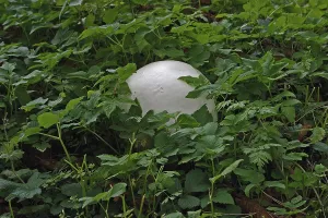 Giant Bovist (Langermannia gigantea)