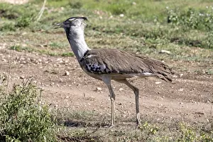 Giant bustard (Ardeotis kori), Ngorongoro Conservation Area