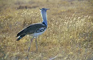 Giant bustard (Ardeotis kori), Ngorongoro Crater