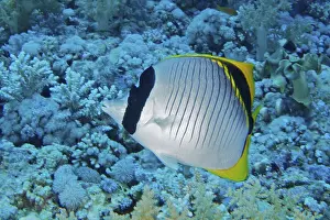 Giant butterflyfish (Chaetodon lineolatus)