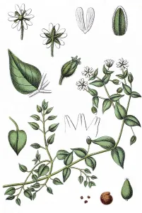 Giant chickweed (Alsine aquatica)