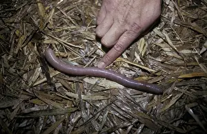 Giant Earthworm on wet leaves, hand to show scale