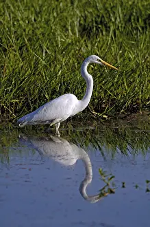 Giant egret, ardea alba, australia