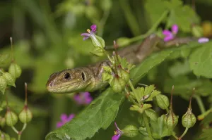 Giant emerald lizard, juvenile (Lacerta trilineata major)