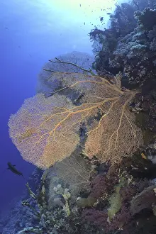 Giant fan coral (Annella mollis)