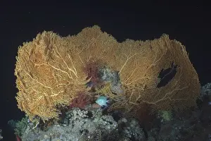 Giant fan coral (Annella mollis)