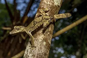 Giant flat-tailed gecko (Uroplatus cf)