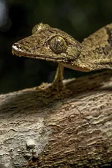 Giant flat-tailed gecko (Uroplatus cf)
