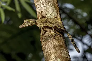 Giant flat-tailed gecko (Uroplatus cf)