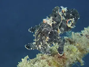 Giant frogfish (Antennarius commerson)