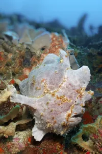 Giant frogfish (Antennarius commerson) or giant frogfish lurks in coral reef for prey