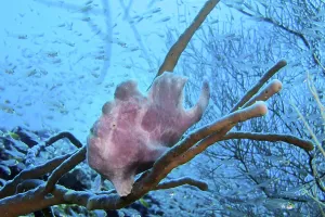 Framed Print : Giant frogfish (Antennarius Commerson) sitting on sponge (Porifera) Framed Print : Giant frogfish (Antennarius Commerson) sitting on sponge (Porifera)
