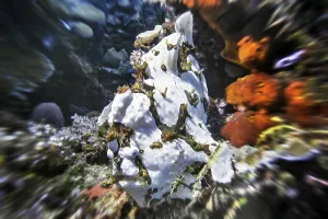 Giant frogfish (Antennarius commersoni)