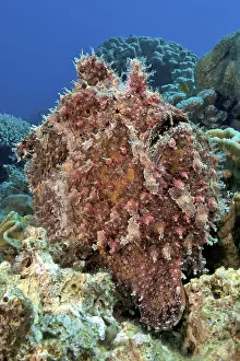 Giant frogfish (Antennarius commersonii) sits camouflaged like a sponge among corals lurking for prey