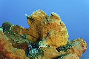 Giant frogfish (Antennarius commersonii) sitting on the coral reef sponge