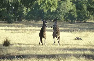 Giant grey kangaroos (Macropodinae)