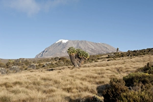 Giant Groundsel (Dendrosenecio kilimanjari)