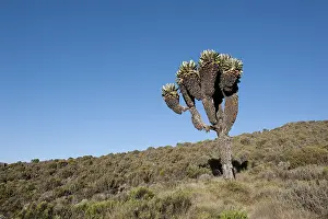 Giant Groundsel (Dendrosenecio kilimanjari)