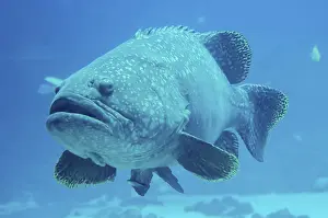 Giant grouper fish looking at diver