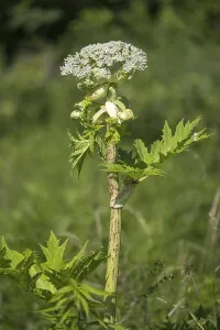 Giant hogweed (Heracleum mantegazzianum)