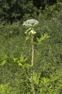 Giant hogweed (Heracleum mantegazzianum)