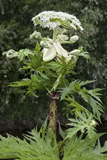 Giant hogweed (Heracleum mantegazzianum)