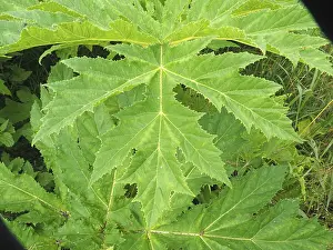 Giant hogweed (Heracleum mantegazzianum)