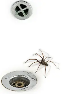 Giant house spider (Tegenaria duellica) (Tegenaria gigantea) in the washbasin