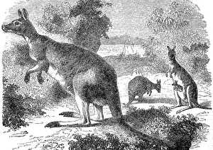 Giant kangaroo, Macropus giganteus