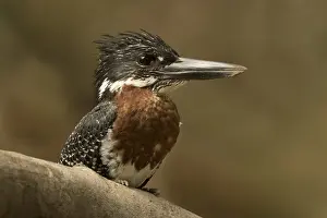Giant Kingfisher (Megaceryle maxima) male