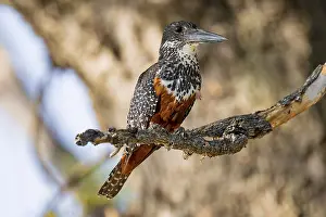 Giant kingfisher (Megaceryle maxima) sitting on branch on the Okavango River