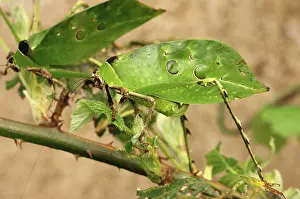Giant leaf crickets (Ancylecha fenestrata)